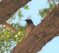 Acridotheres tristis