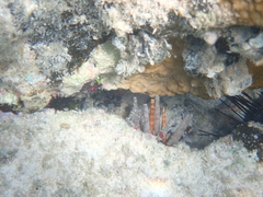 Eucidaris tribuloides