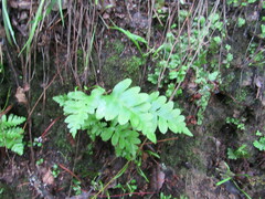 Polypodium