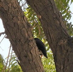 Acridotheres tristis