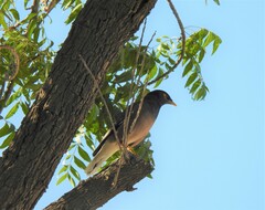 Acridotheres tristis