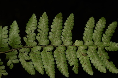 Microlepia rhomboidea