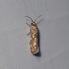 Eretmocera impactella