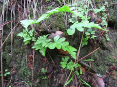 Polypodium