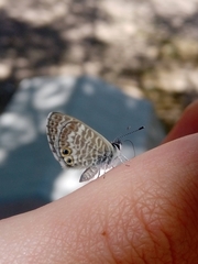 Leptotes marina