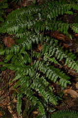 Microlepia rhomboidea