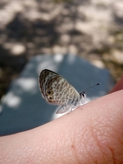 Leptotes marina