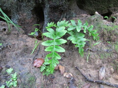 Polypodium