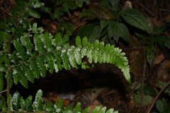 Microlepia rhomboidea