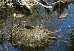 Podiceps cristatus australis