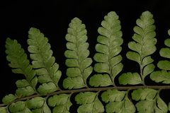 Microlepia rhomboidea