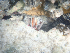 Eucidaris tribuloides