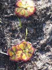 Drosera cuneifolia