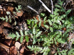 Phacelia
