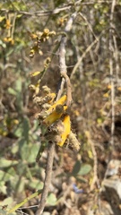 Opuntia karwinskiana