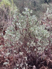Arctostaphylos silvicola