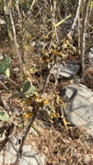 Opuntia karwinskiana