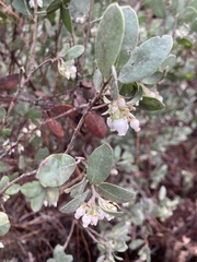 Arctostaphylos silvicola
