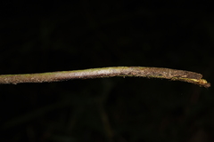 Microlepia rhomboidea