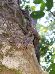 Craspedocephalus malabaricus