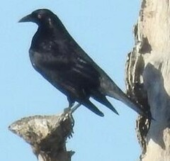 Molothrus oryzivorus