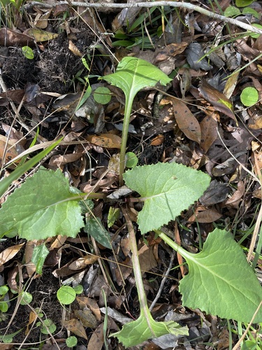 gulf hammock Indian plantain (Hasteola robertiorum)