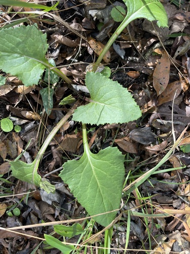 Image of Hasteola robertiorum by (c) Brandon Corder, some rights reserved (CC BY)