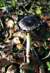 Coprinus comatus