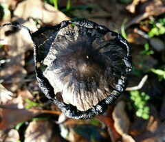 Coprinus comatus