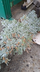 Crossostephium chinense