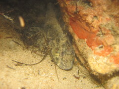 Hypsoblennius gilberti