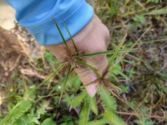 Cyperus polystachyos