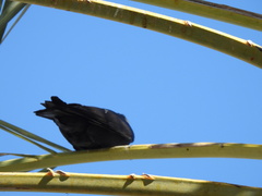Corvus splendens
