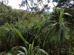 Freycinetia arborea