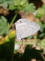 Hemiargus ceraunus astenidas