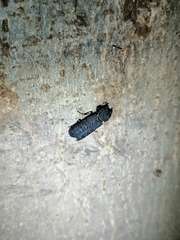 Lichenophanes spectabilis
