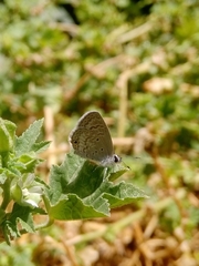 Hemiargus ceraunus astenidas
