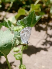 Hemiargus ceraunus astenidas