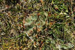 Plantago lanigera