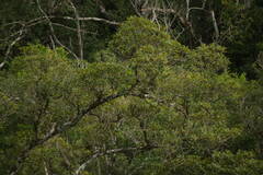 Ficus rubiginosa
