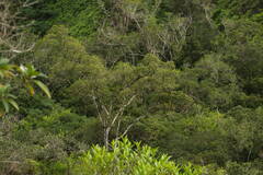 Ficus rubiginosa