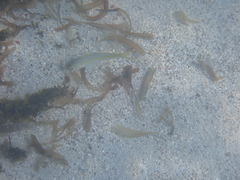 Mulloidichthys martinicus