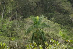 Roystonea regia