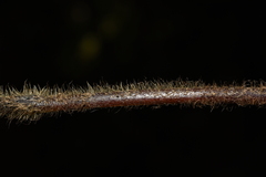 Microlepia strigosa