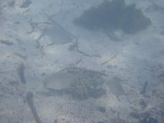 Trachinotus falcatus