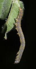Catocala amestris