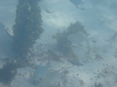 Trachinotus falcatus