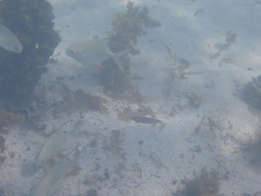 Trachinotus falcatus