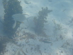 Trachinotus falcatus