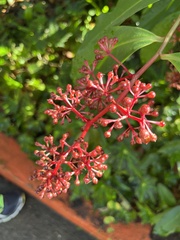 Medinilla magnifica